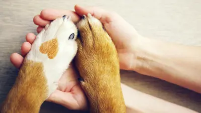 Animal paws in human hands