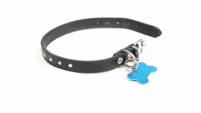 Animal collar