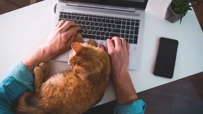 Person on laptop with cat next to keyboard